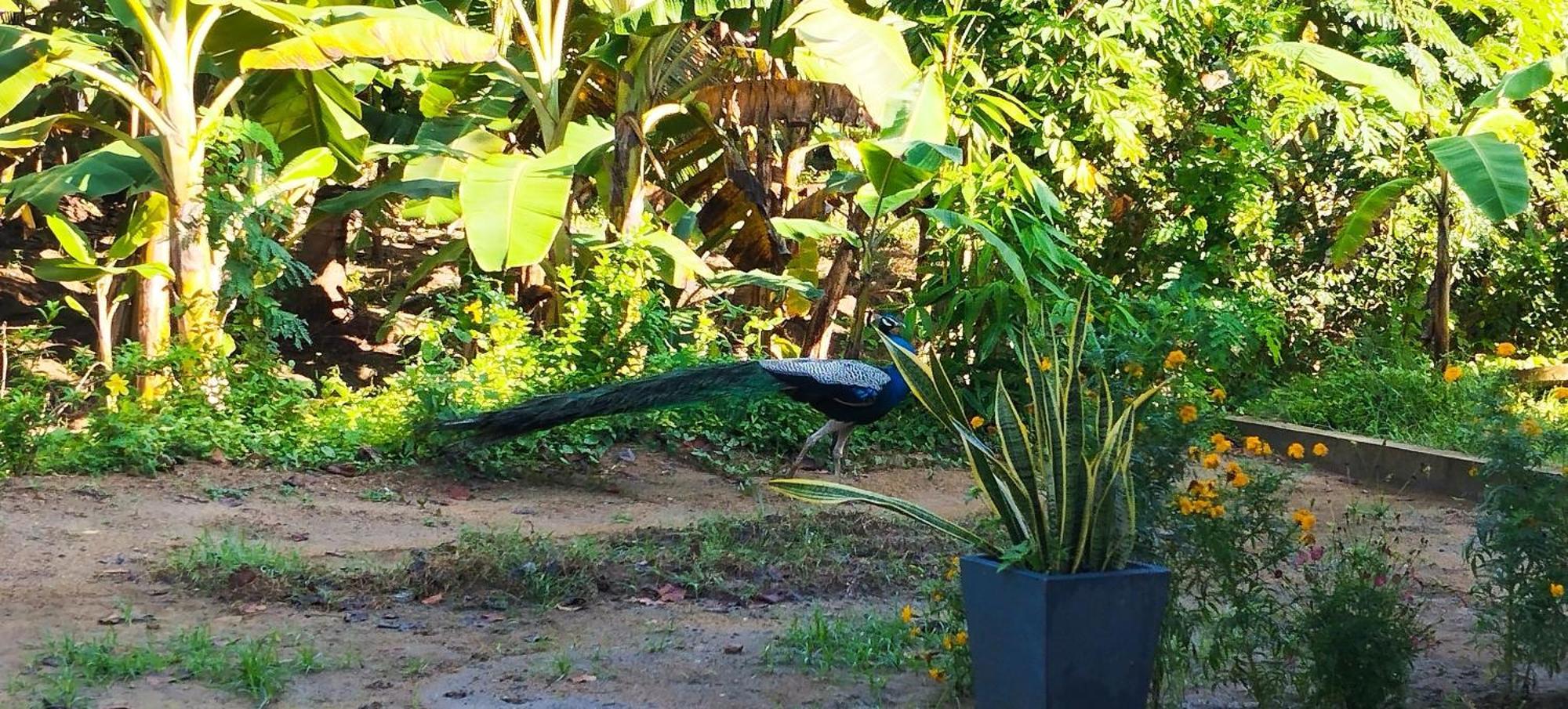 Eco Nest Marakolliya Tangalle Exterior foto